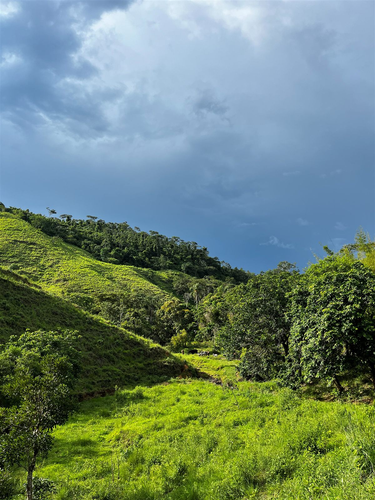 Vale e trilha de acesso à região da Cachoeira do Moisés